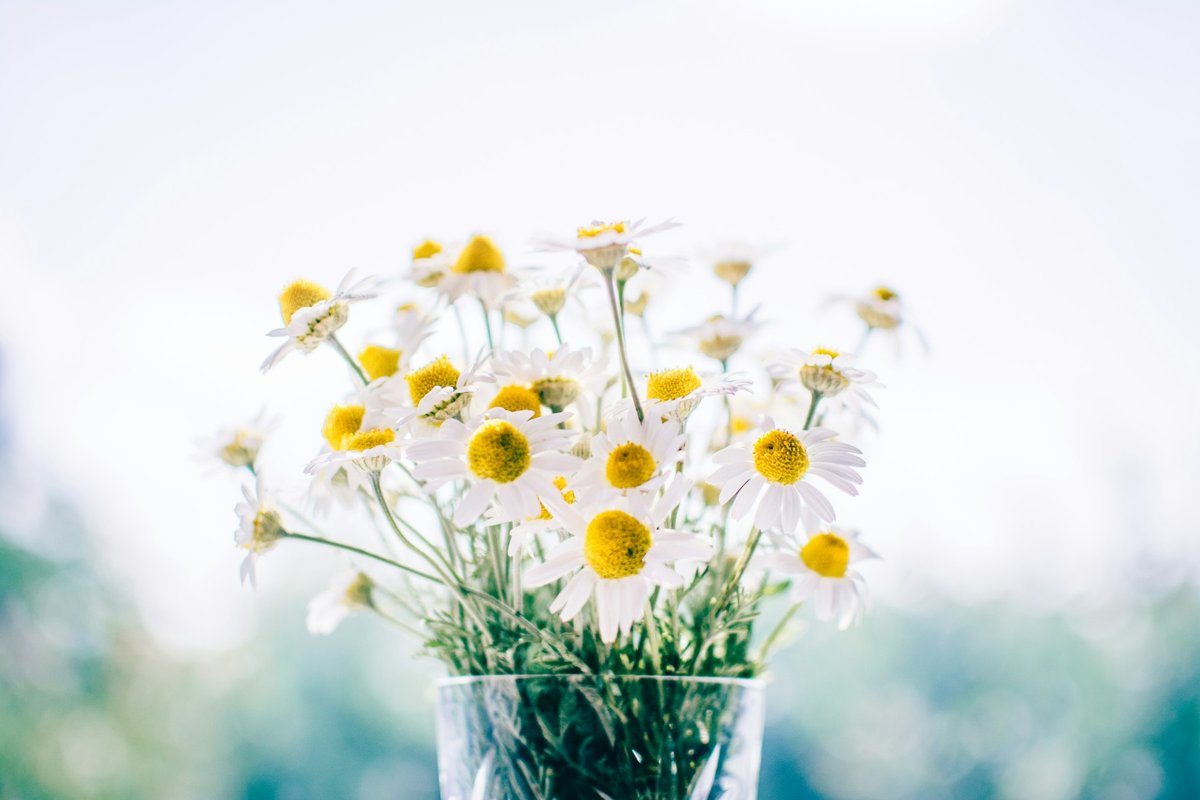 Bouquet de fleurs de camomille fraîches dans un verre d'eau