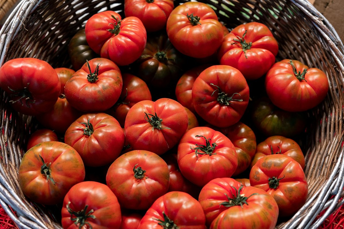 Panier de tomates anciennes de saison