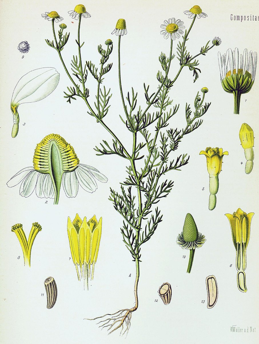 Planche botanique ancienne de la camomille matricaire, avec fleurs, tiges et graines détaillées