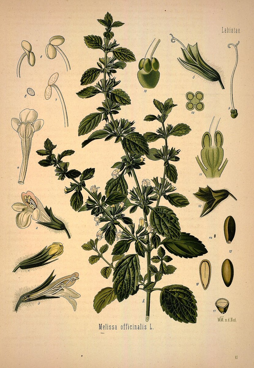 Gravure botanique de la mélisse officinale, rameau feuillu et petites fleurs blanches