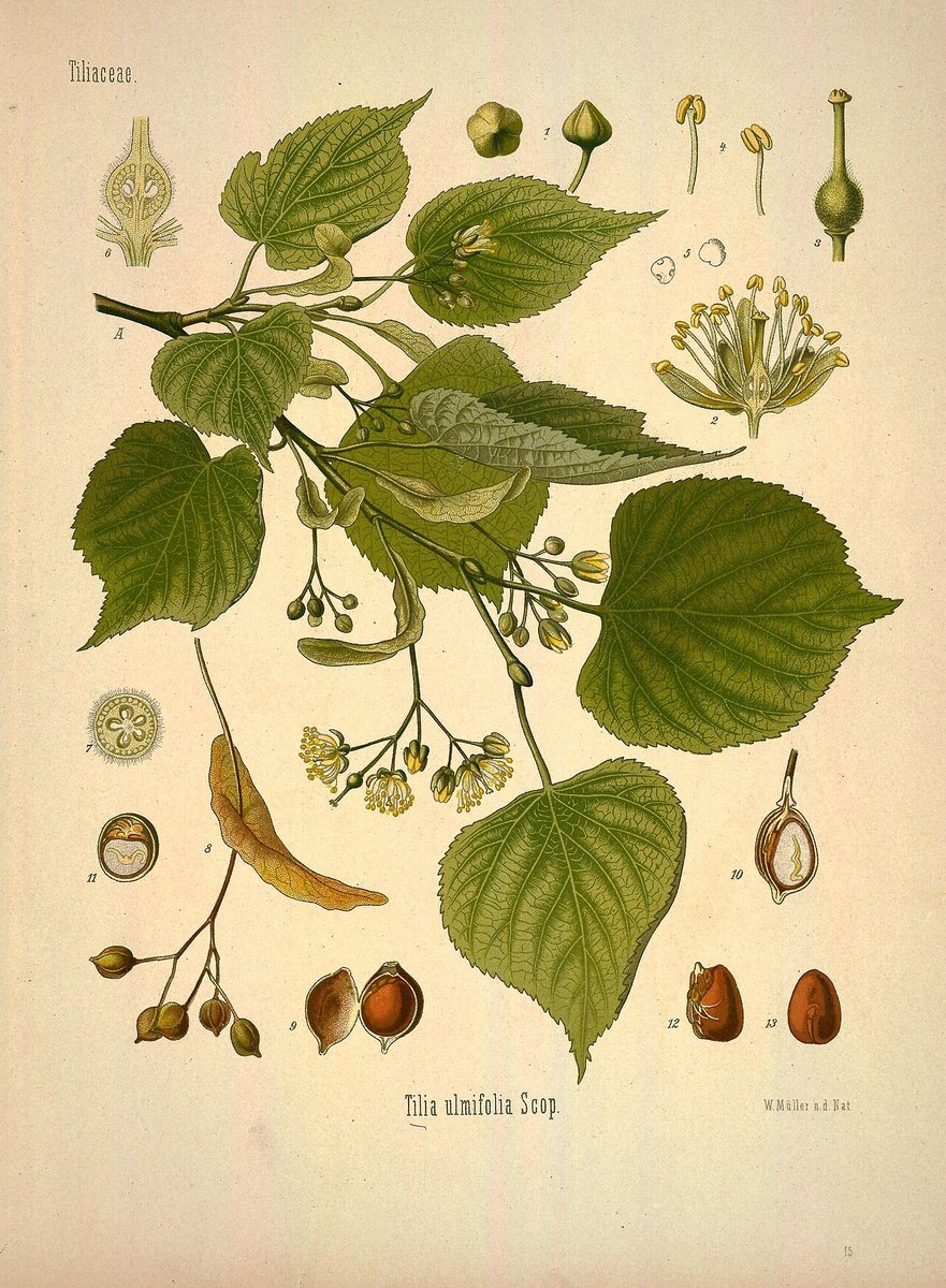 Planche botanique ancienne du tilleul, feuilles et fleurs